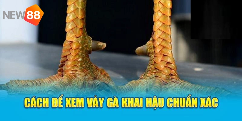 Vảy Gà Khai Hậu - NEW88 Giải Đáp Từ A - Z Cho Các Kê Thủ Mới 2 Quan sát kỹ hình dáng của chọi kê trước khi lựa chọn