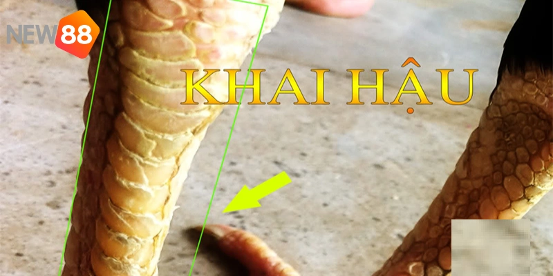 Vảy Gà Khai Hậu - NEW88 Giải Đáp Từ A - Z Cho Các Kê Thủ Mới 4 Biết cách chăm sóc cũng là điều quyết định đến khả năng chiến đấu của gà