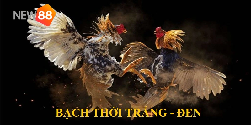 Vảy Gà Dặm Đầu Hổ - Tìm Hiểu Loại Gà Mạnh Mẽ Bậc Nhất 5 Bạch thới trắng đen luôn có tinh thần và sức mạnh dẻo dai