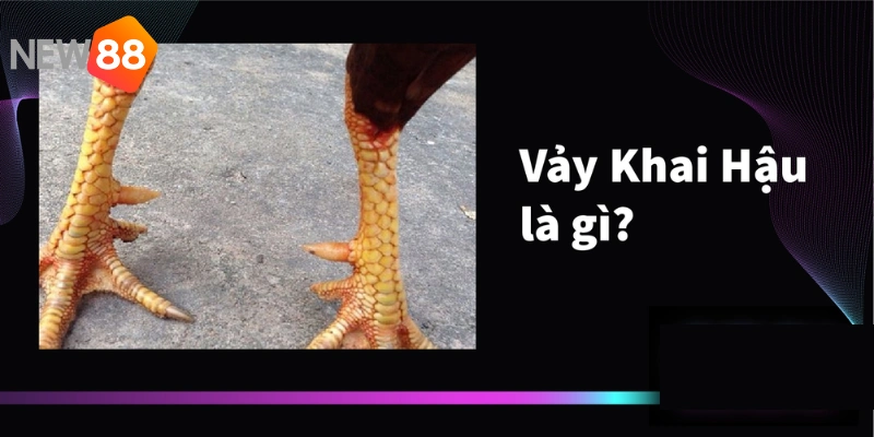 Vảy Gà Khai Hậu - NEW88 Giải Đáp Từ A - Z Cho Các Kê Thủ Mới 1 Vảy gà khai hậu là đặc điểm thường gặp trên cơ thể của chiến kê